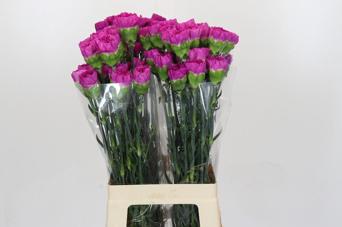 <h4>Dianthus St Tiefepolo</h4>