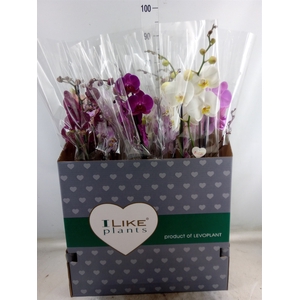 Phalaenopsis   ...mix