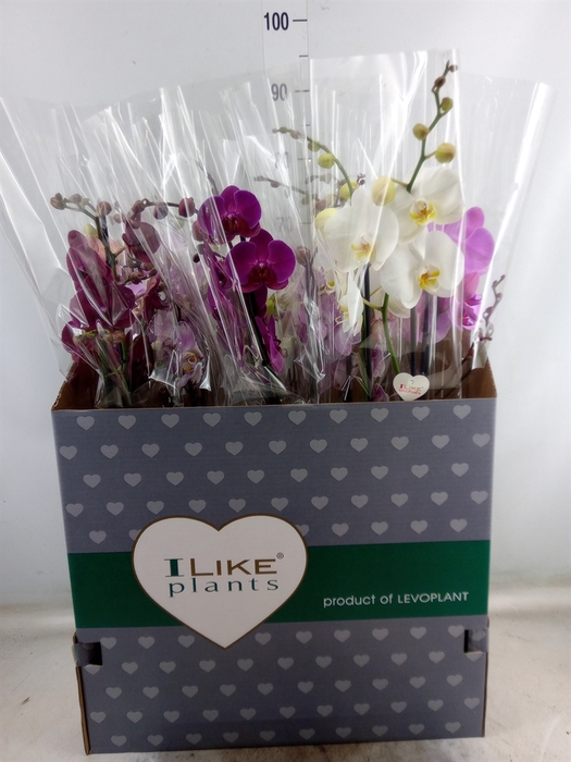 <h4>Phalaenopsis   ...mix</h4>