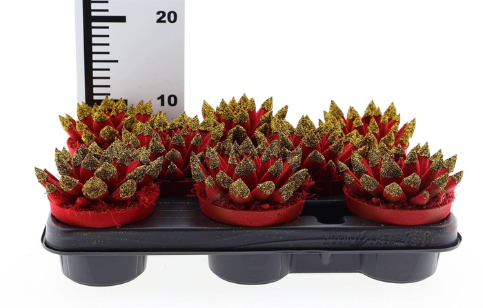 <h4>Echeveria  'Miranda'</h4>