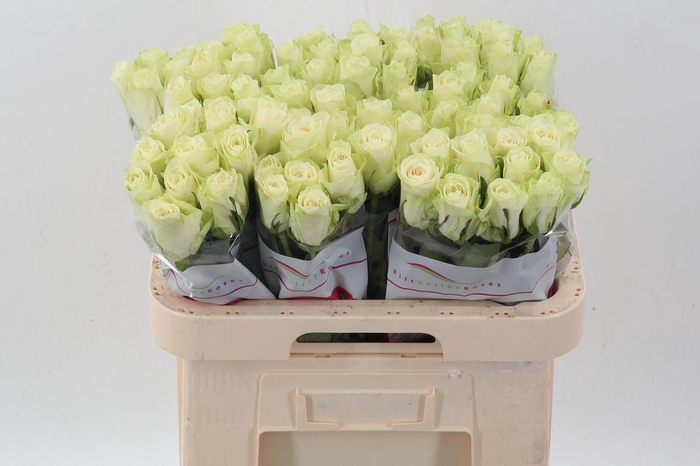 <h4>R Gr Athena</h4>