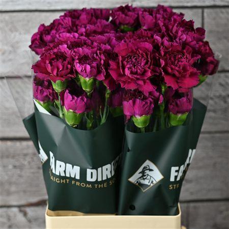 <h4>Di St Purple Damascus</h4>