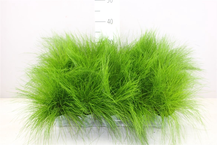 <h4>Deschampsia Flexuosa Amilime</h4>