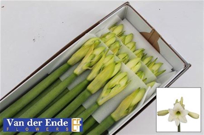 <h4>Hipp Costa Blanca</h4>