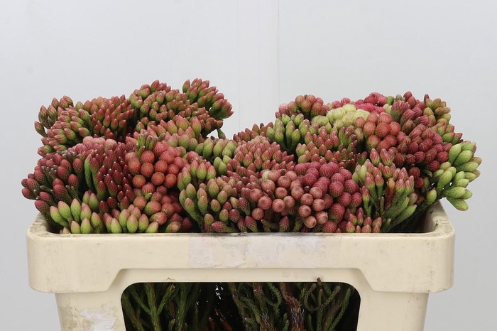 <h4>Kaaps Groen Red Brunia Small</h4>