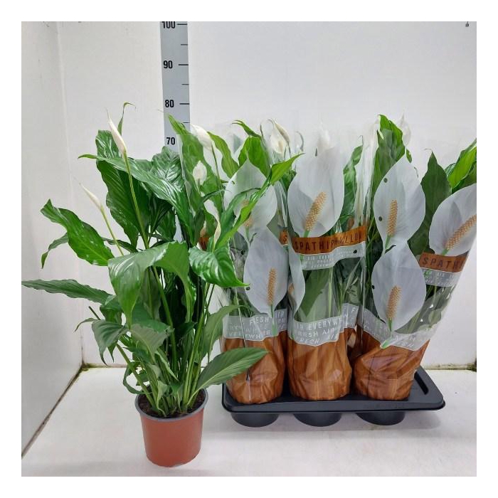 <h4>SPATH SWEET CHICO</h4>