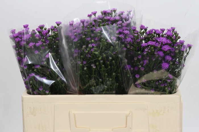 <h4>Aster Baby Pink</h4>