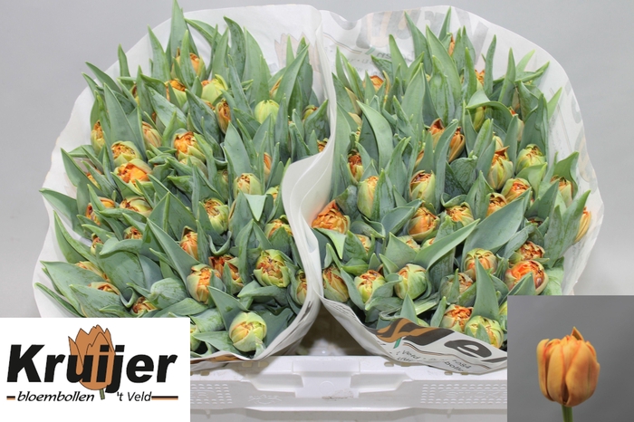 <h4>TU DU VALDIVIA</h4>