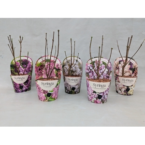 Syringa vulgaris 'Mix' 17 cm in potcover