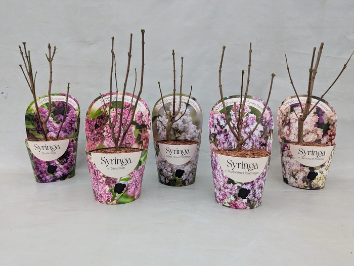 <h4>Syringa vulgaris 'Mix' 17 cm in potcover</h4>