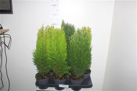 <h4>Coniferen Gem</h4>