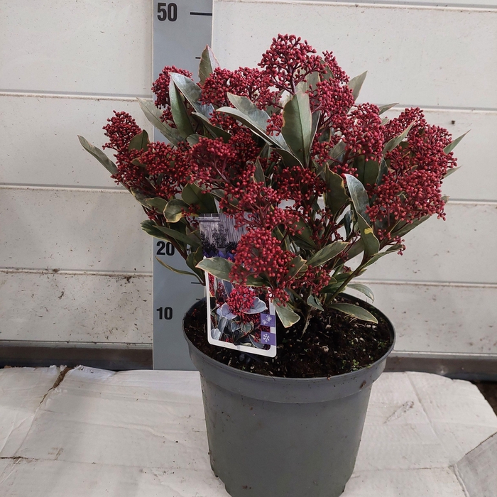 <h4>SKIM J PEROSA</h4>