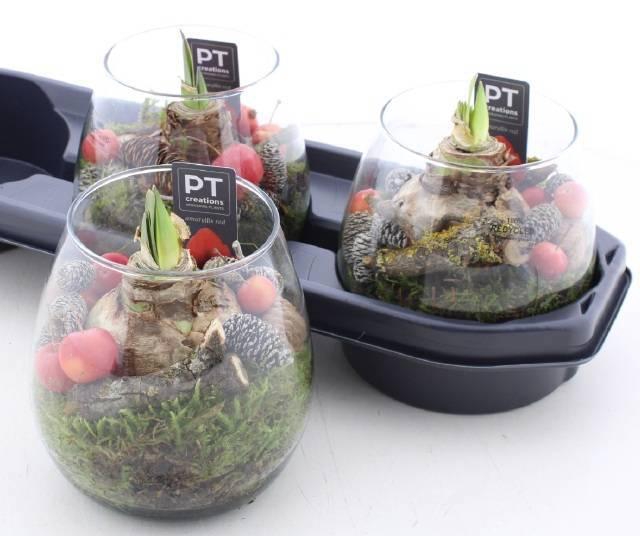 <h4>ARR BOL KNOLGEWAS</h4>