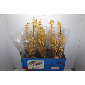 ORQUIDEA HAWAIIAN LUCKY STRIKE P14 MIN 1 HT