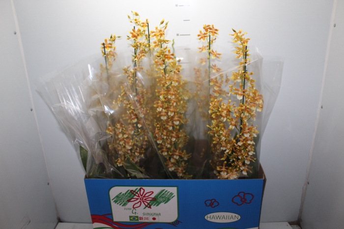 ORQUIDEA HAWAIIAN LUCKY STRIKE P14 MIN 1 HT