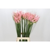 Nerine Casandra