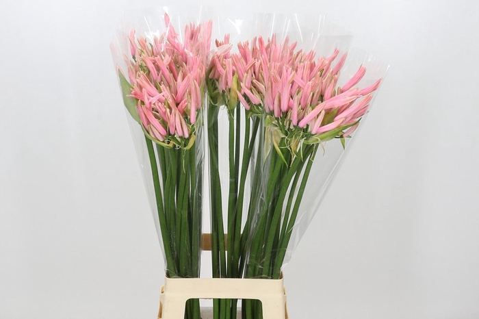 Nerine Casandra