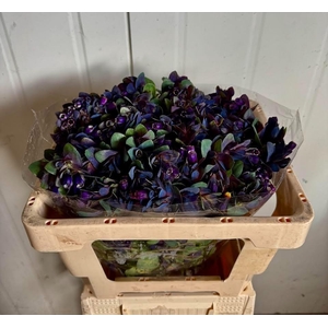 CERINTHE M PRIDE O G