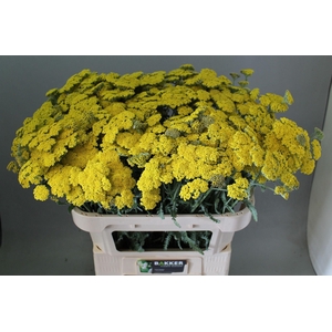 Achilea Moonshine 70cm