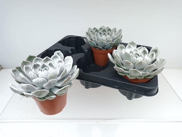 <h4>ECHEV GRANDE CINZA</h4>