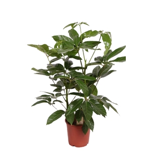 Schefflera Amate