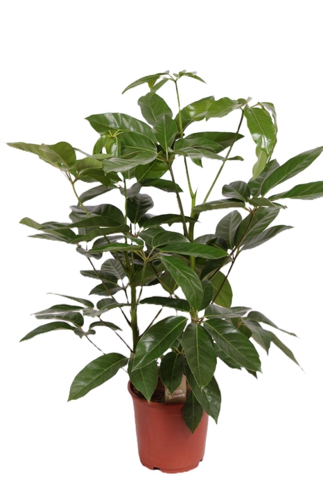 <h4>Schefflera Amate</h4>