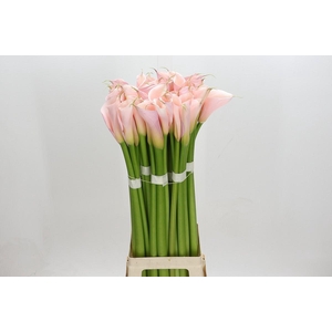 Zantedeschia Eydolls Pink