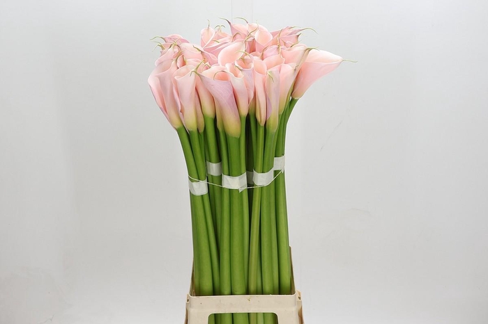 Zantedeschia Eydolls Pink