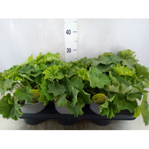 Alchemilla mollis