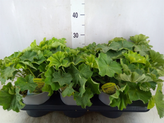<h4>Alchemilla mollis</h4>