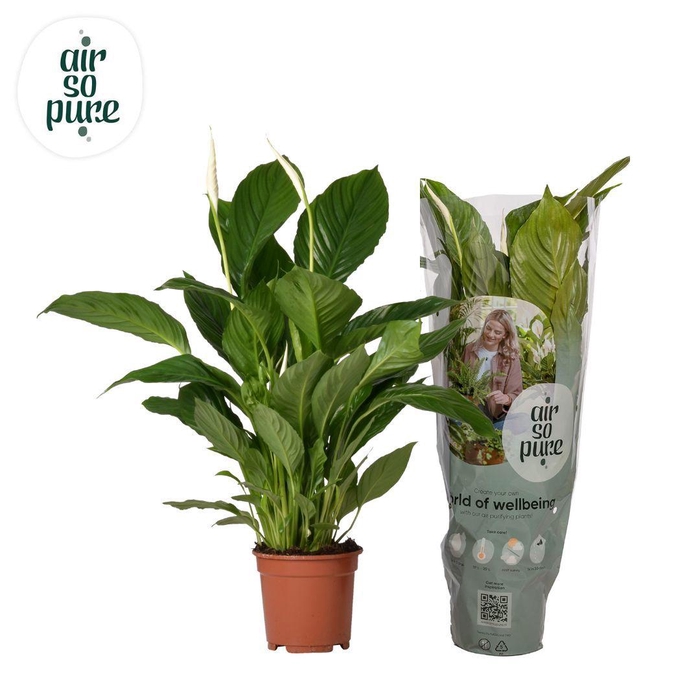 <h4>Spathiphyllum 17cm Vivaldi Air So Pure</h4>