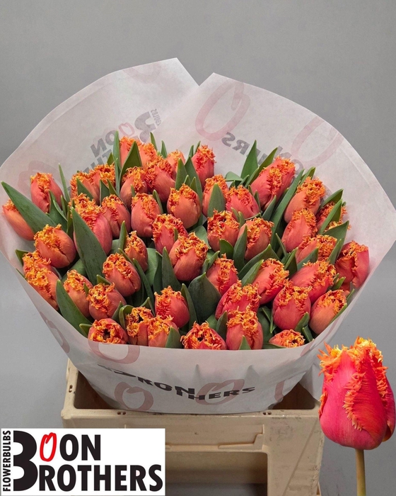 <h4>Tu fr Dutching</h4>