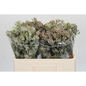 Anigozanthos Cape Gray Moss