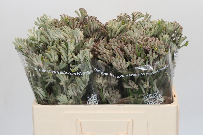 Anigozanthos Cape Gray Moss