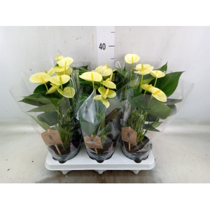 Anthurium andr. 'Vanilla'