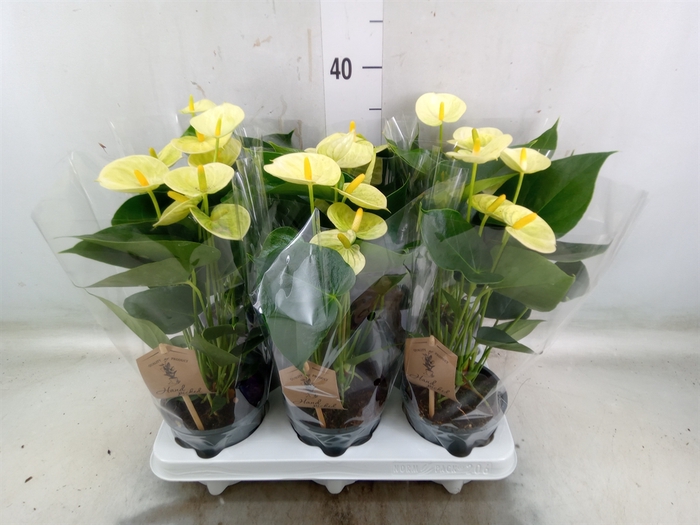 <h4>Anthurium andr. 'Vanilla'</h4>