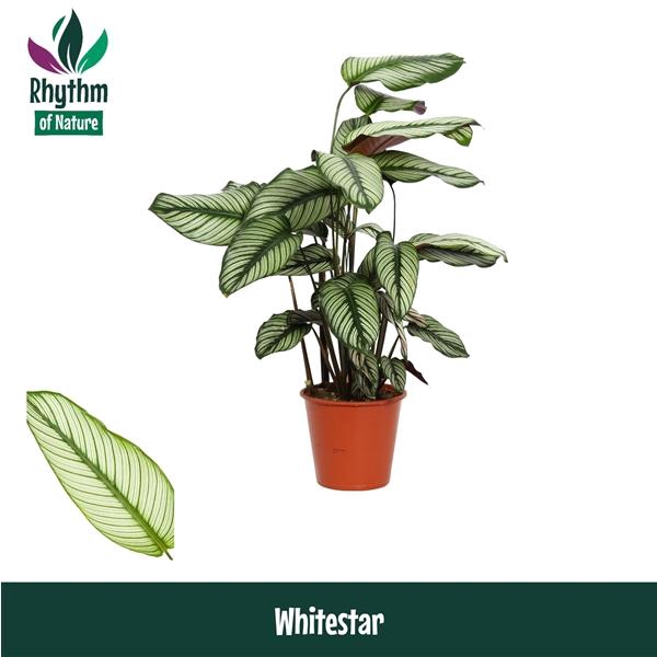 <h4>Calathea majestica 'Whitestar'</h4>