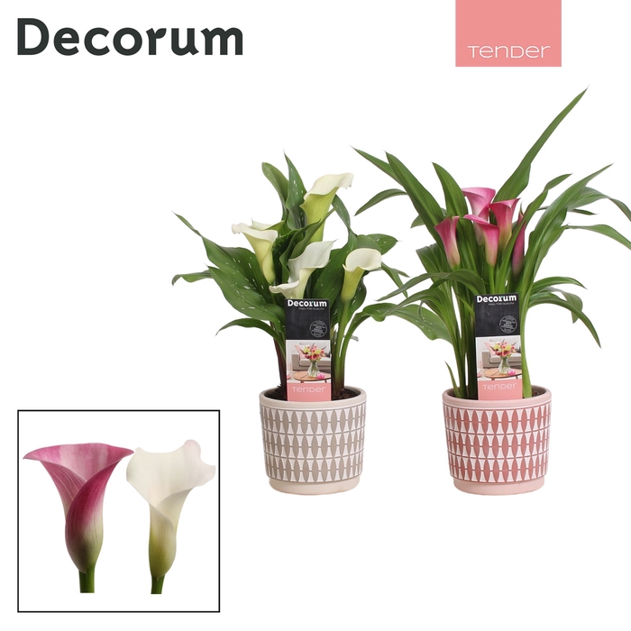 <h4>Zantedeschia Roze/Wit in Ompot Diana LOVE (Decorum)</h4>