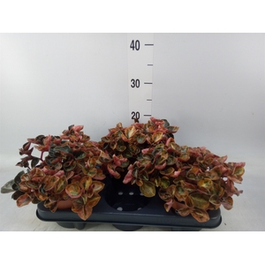 Peperomia caperata   ...