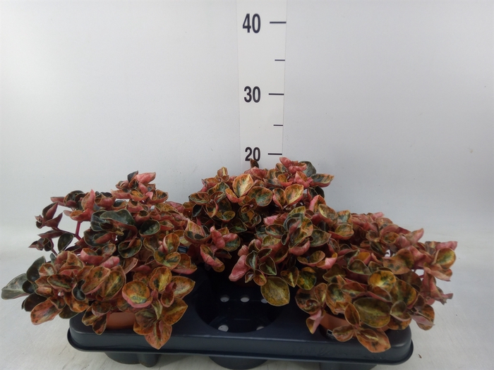 <h4>Peperomia caperata   ...</h4>