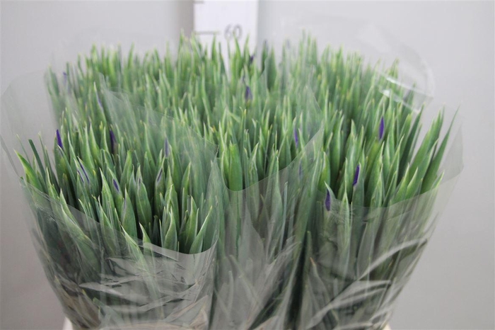 <h4>Iris Blue Magic</h4>