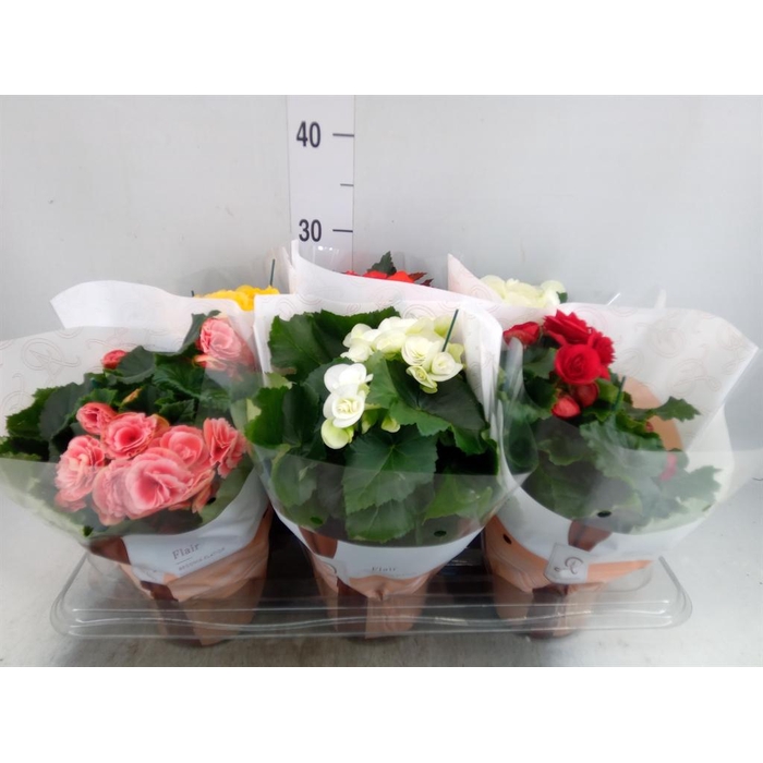 <h4>Begonia elat. DU   ...mix</h4>