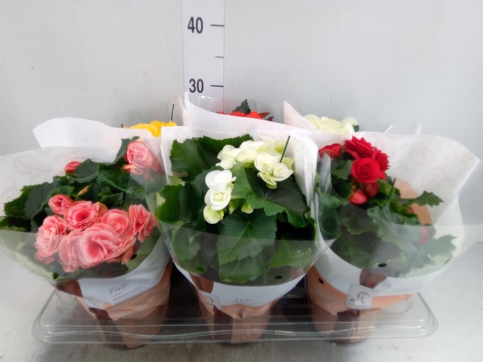 Begonia elat. DU   ...mix