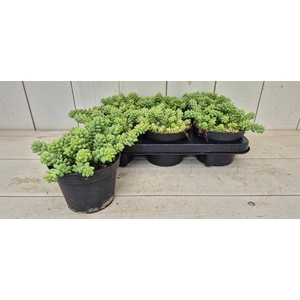 SEDUM BURRITO