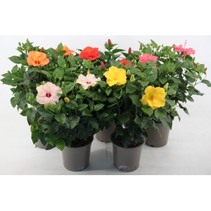 Hibiscus mixtray 21 cm 3 kleuren
