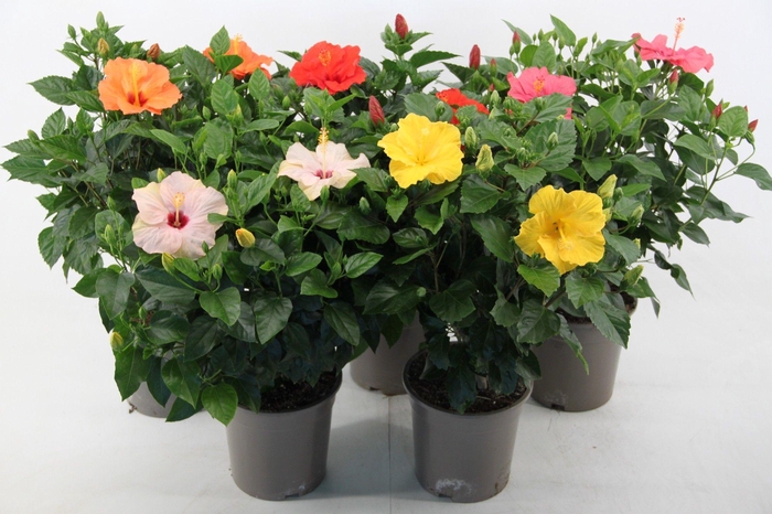 <h4>Hibiscus mixkar 21 cm (peat free )</h4>