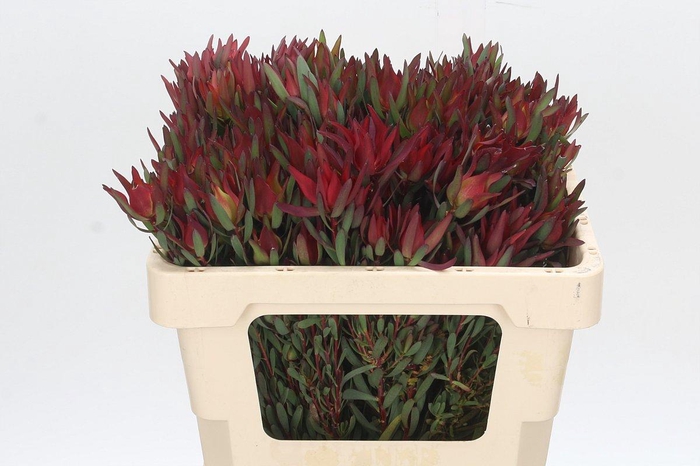 <h4>LEUCAD SAL BLUSH</h4>