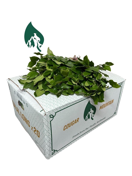 <h4>Salal Large Cougar</h4>