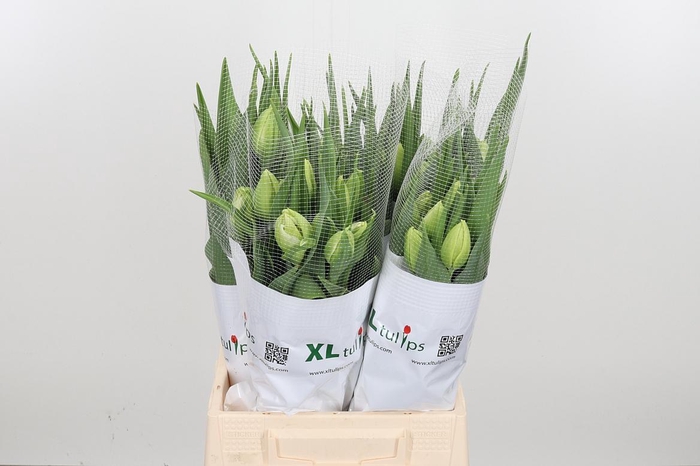 <h4>Tu Du Borgo Vodice</h4>