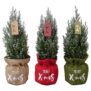 PTK25214 Ellwoodii met sneeuw in jute mix met decoratie